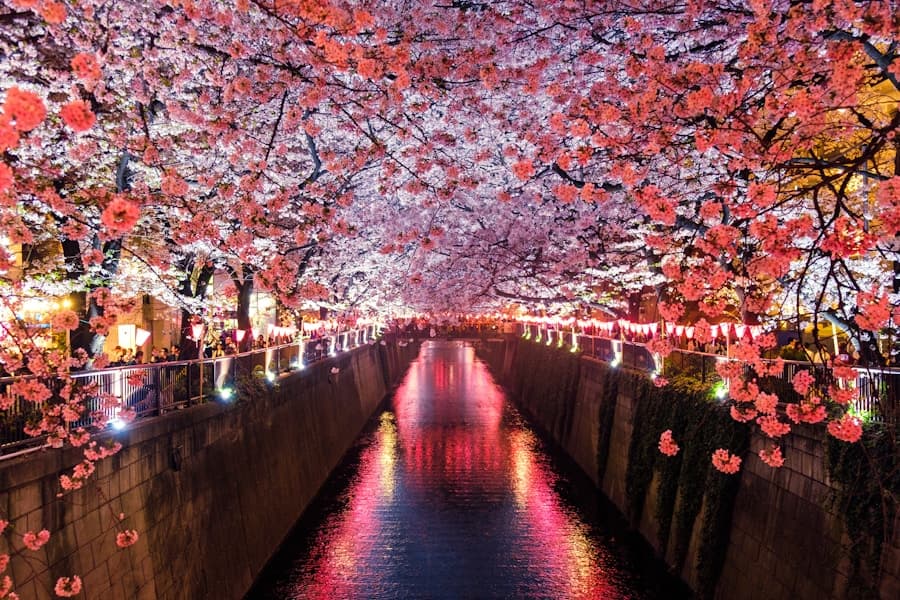 Cherry blossom trees lining a canal in Kyoto