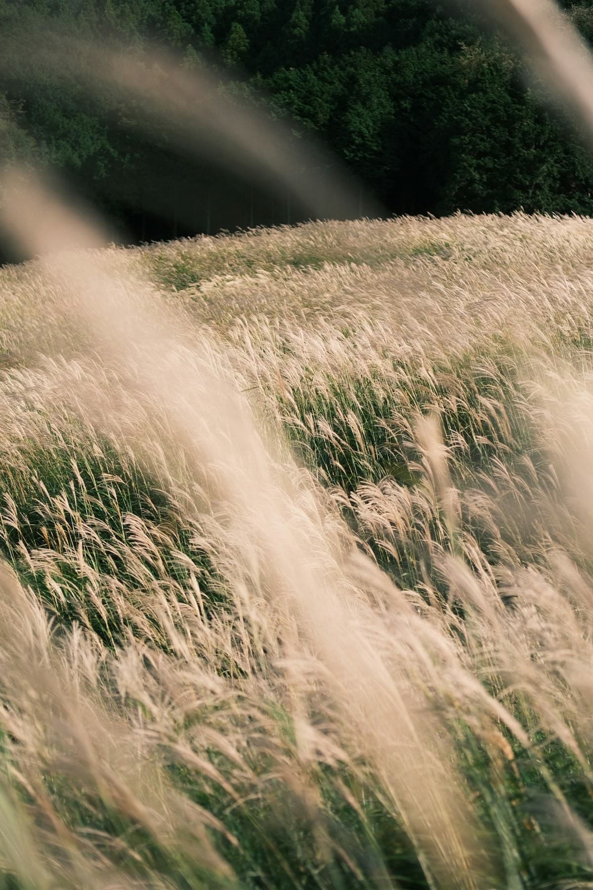 Silver pampas grass fills an open hillside at the Sengokuhara susuki fields, with forested slopes beyond.