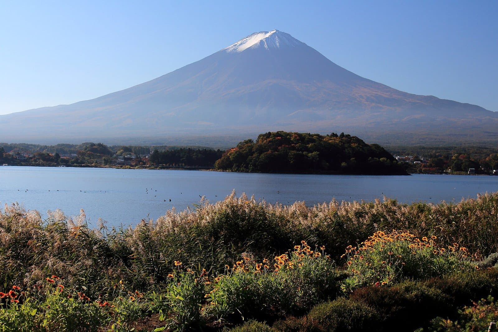 Autumn flowers and pampas grass line the shore at Oishi Park, with Lake Kawaguchiko, a wooded island, and Mount Fuji beyond.
