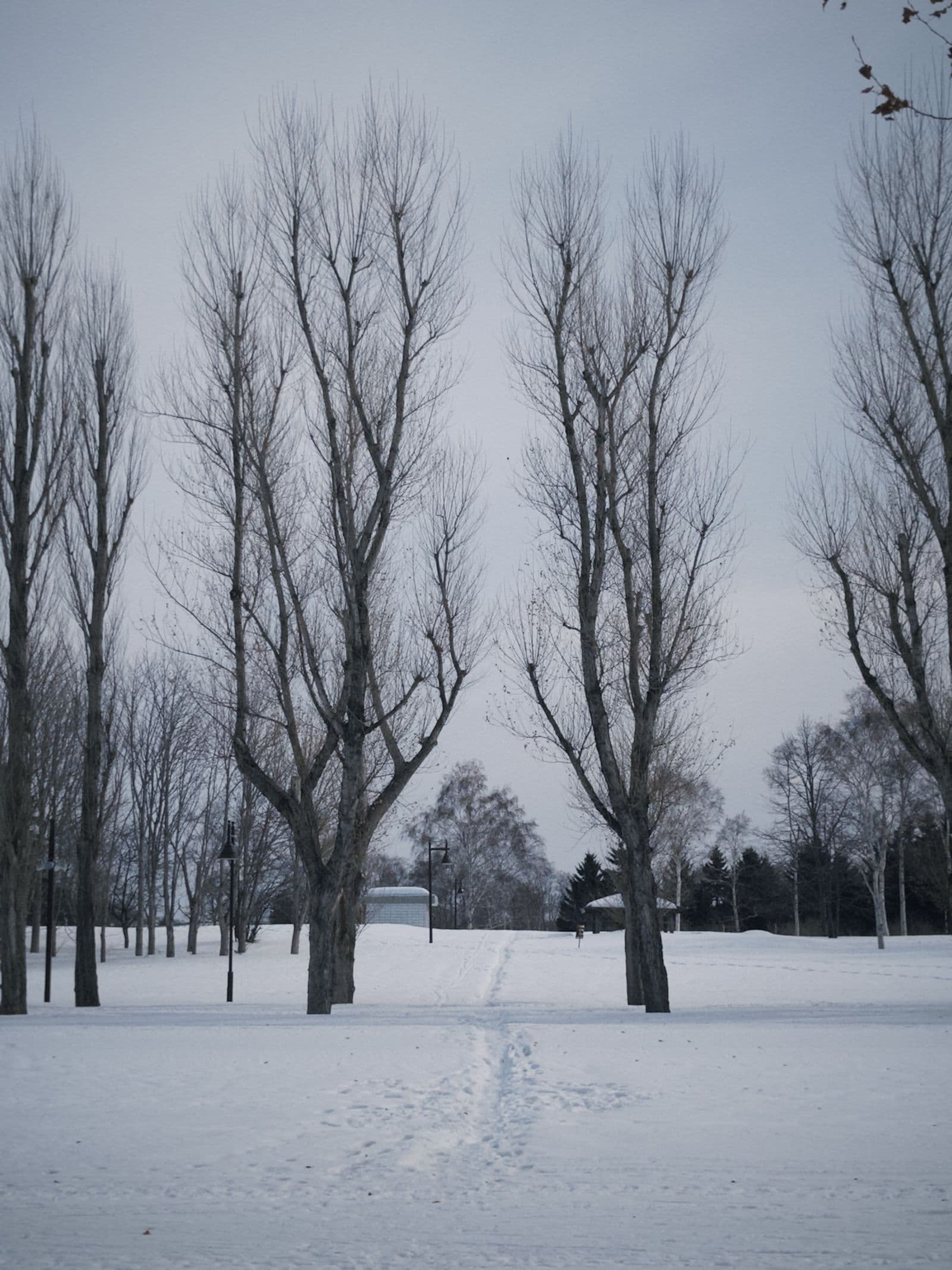 Tall bare trees and snow-covered ground in a Sapporo park — a quiet winter morning away from the downtown grid.